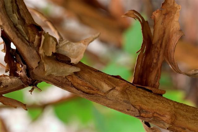 branch with peeling bark