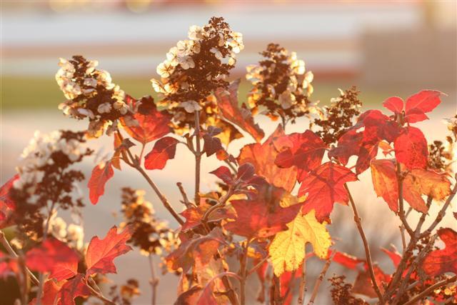 Oakleaf Hydrangea flowers