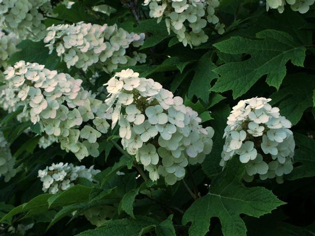 Oakleaf Hydrangea flowers