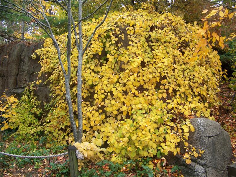 Yellow Climbing Hydrangea