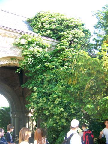 Climbing Hydrangea vine on side of bridge with people looking at it