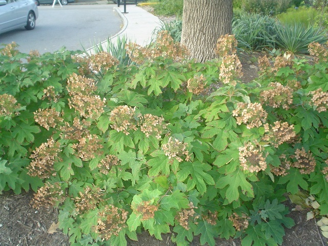 Oakleaf Hydrangea shrub