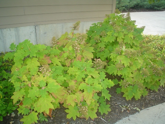 Oakleaf Hydrangea shrub