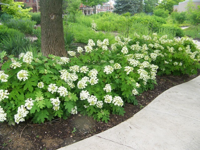 Oakleaf Hydrangea shrub