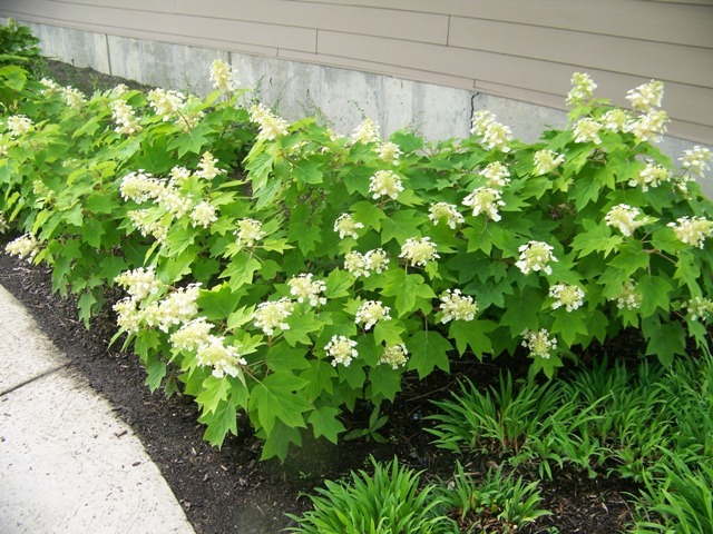 Oakleaf Hydrangea shrub