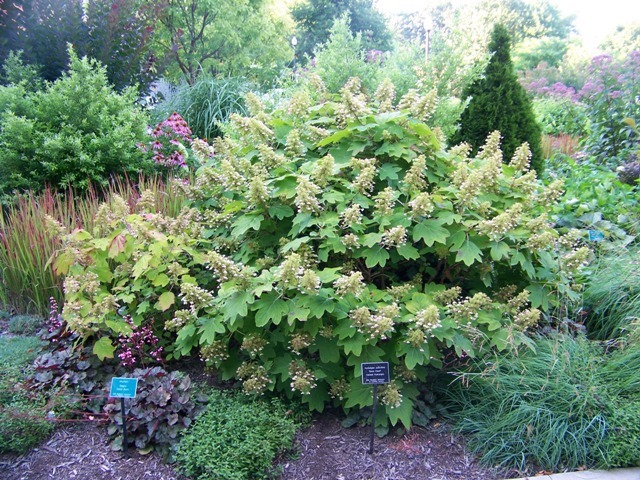 Oakleaf Hydrangea shrub