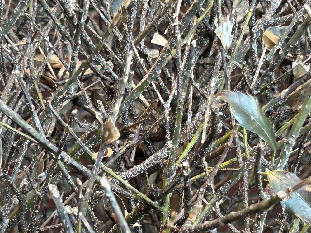 white spots on branches