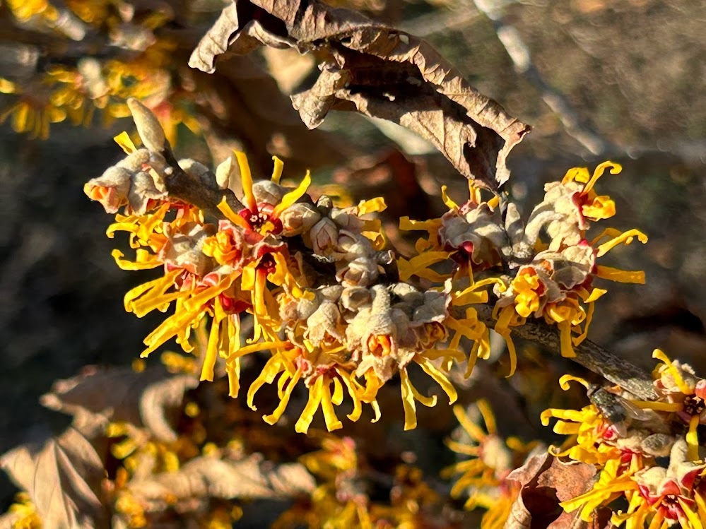 Witch hazel