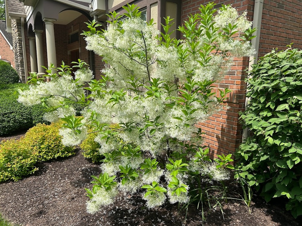 Fringe tree