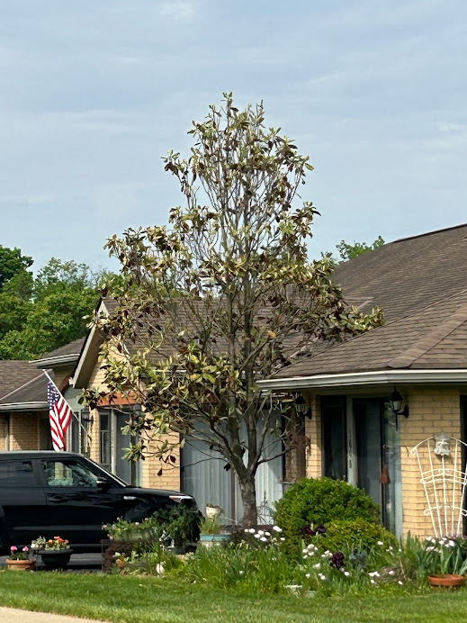 Tree on house roof