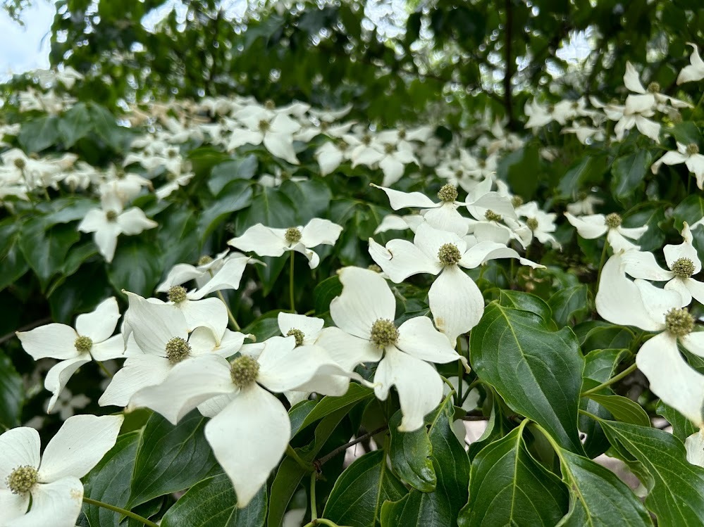 Kousa dogwood