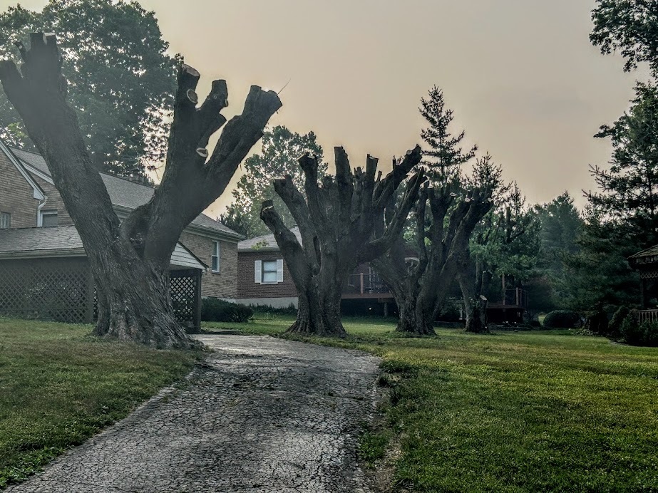 treetops cut