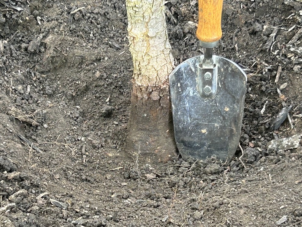 exposing tree's roots from dirt