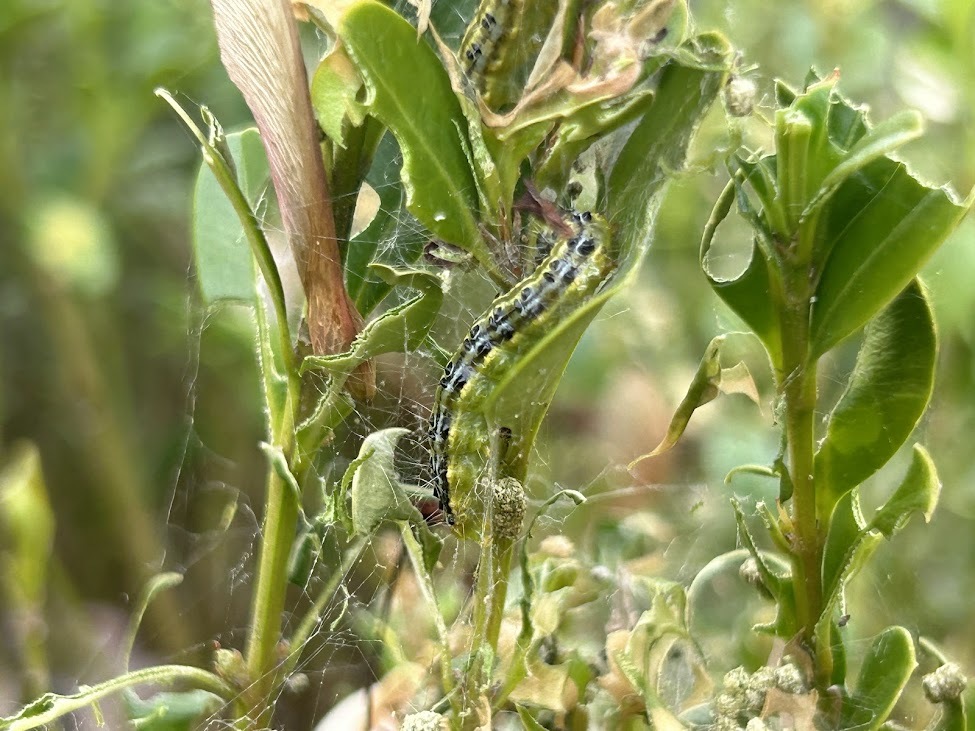 box tree moth damage and silk