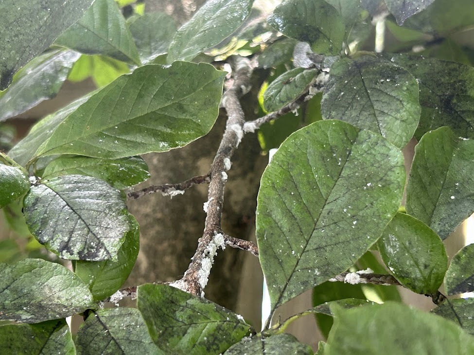 Scale and sooty mold on magnolia