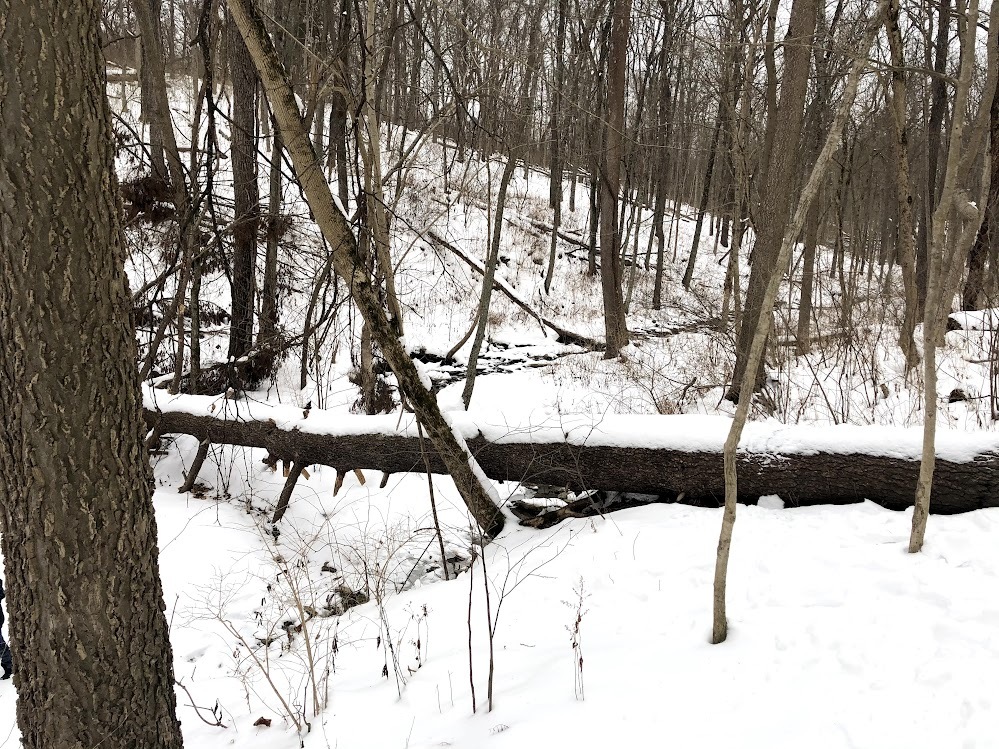 woods with snow