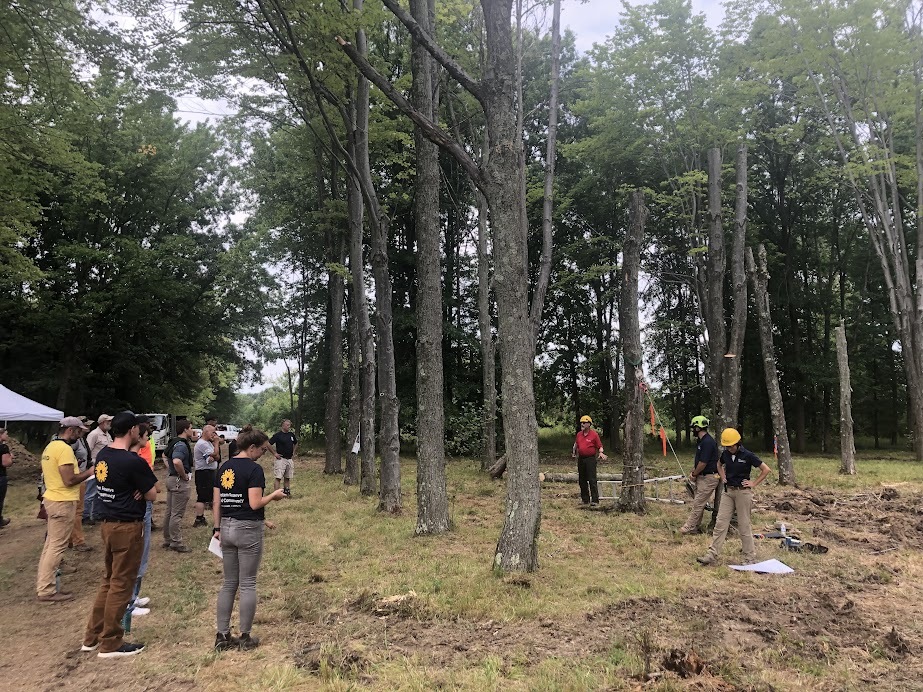 Group watching others trim trees