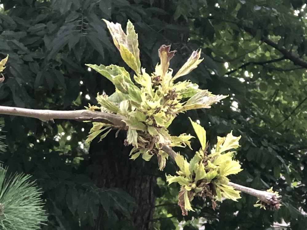 bundles of leaves on branch