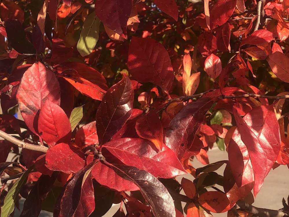 red leaves