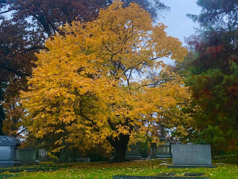 Yellowwood tree (Cladrastis kentuckea) in Spring Grove Cemetery and Arboretum. Cincinnati, OH.