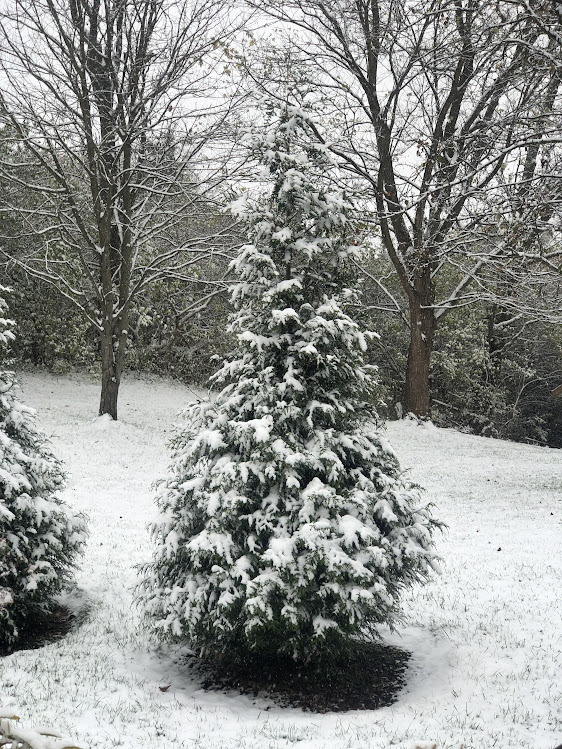 snow on trees