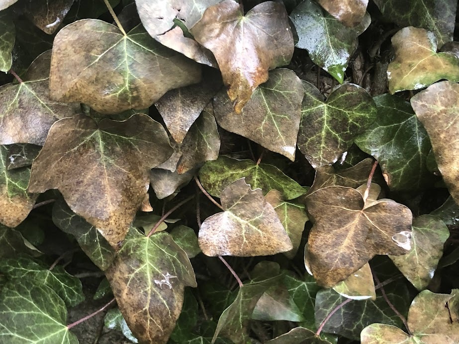 browned leaves