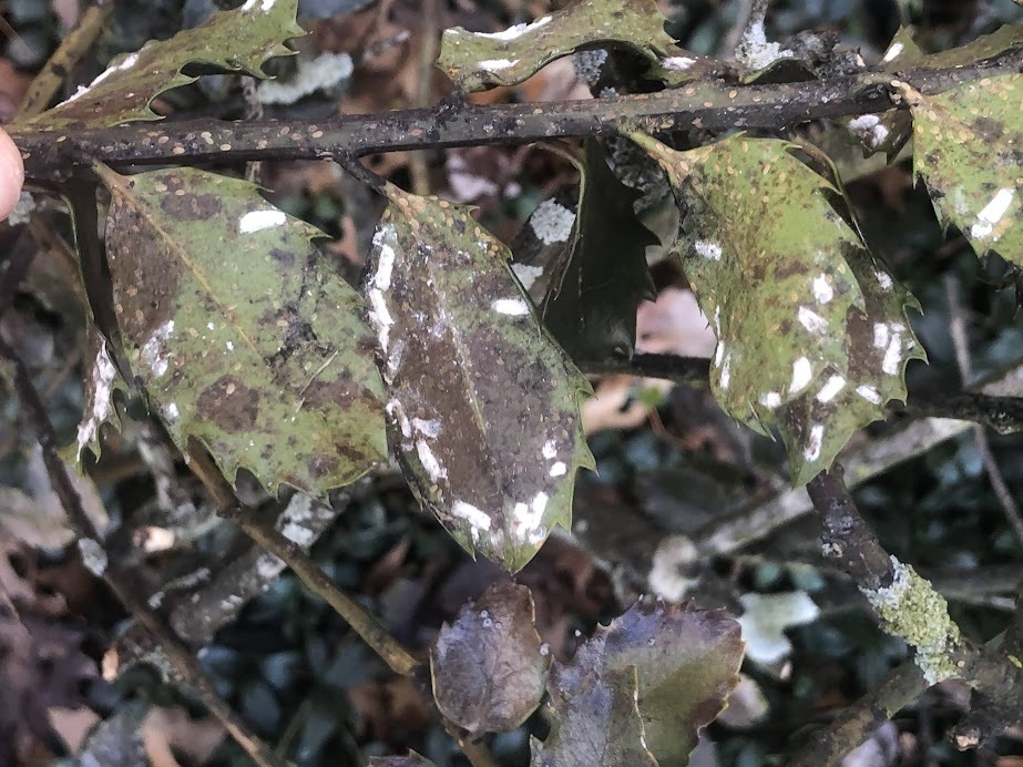 tiny white bugs on leaves