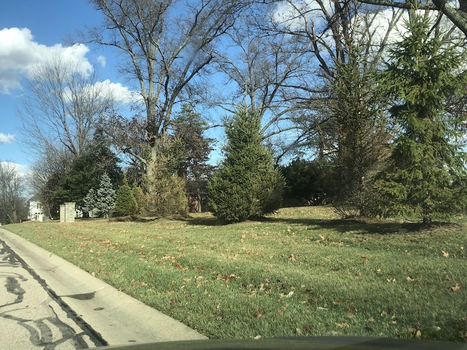 Trees on side of the road