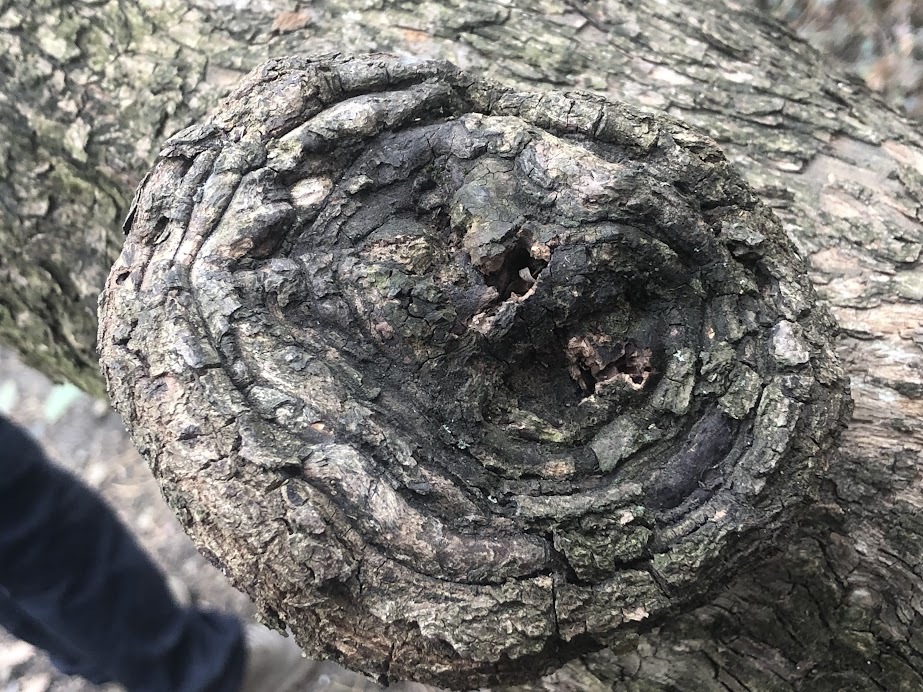 Perennial canker on an old pruning wound