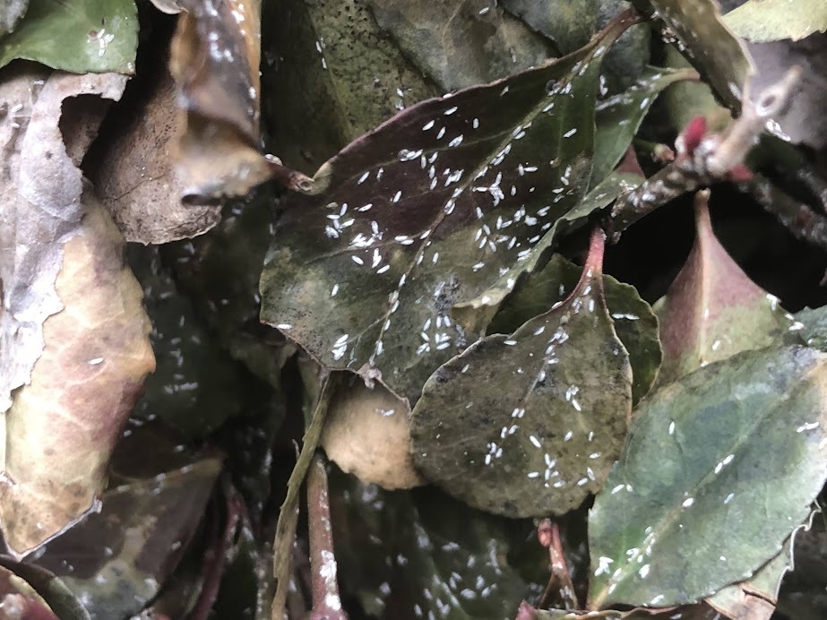 tiny white bugs on leaves