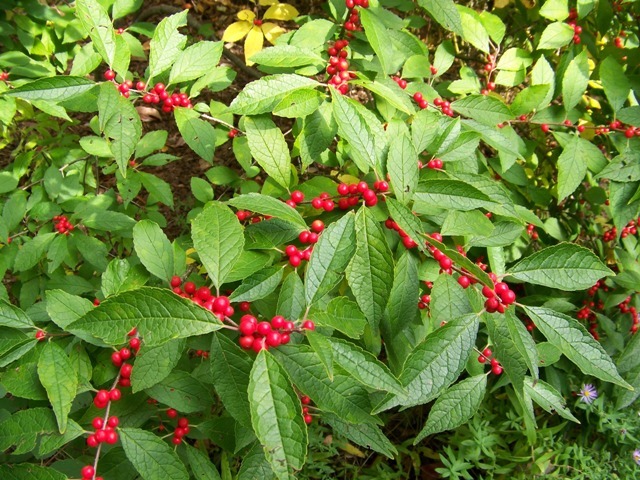 Winter Red Winterberry Holly