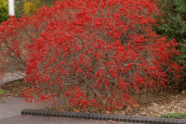 Red Sprite Winterberry Holly