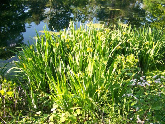 Yellow Flag Iris on water edge