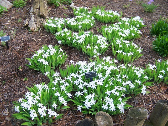 Dwarf Crested Iris