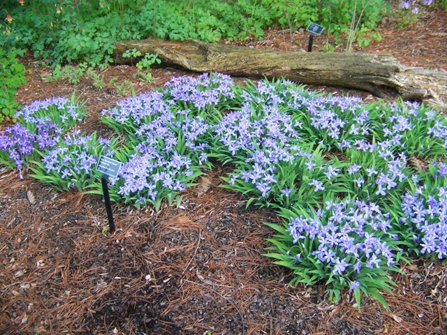 Dwarf Crested Iris