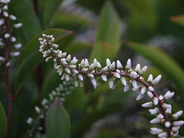 Virginia Sweetspire flowers