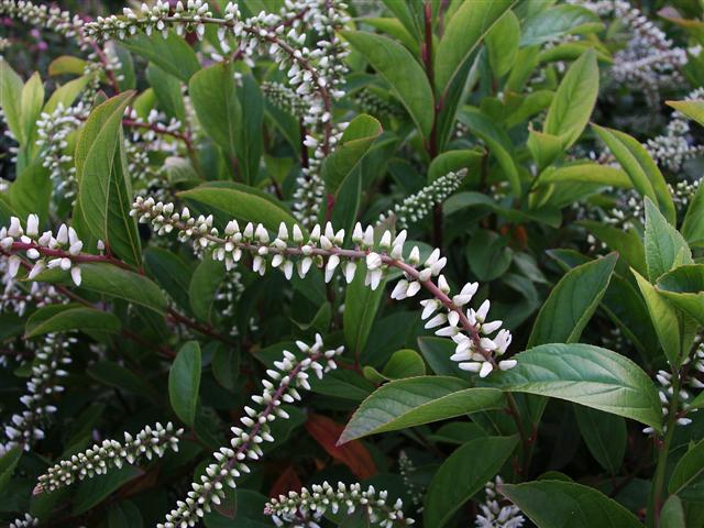 Virginia Sweetspire flowers