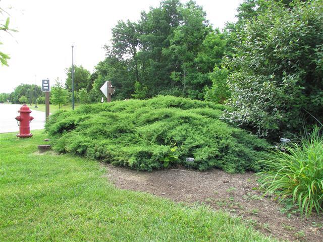 Chinese juniper bush