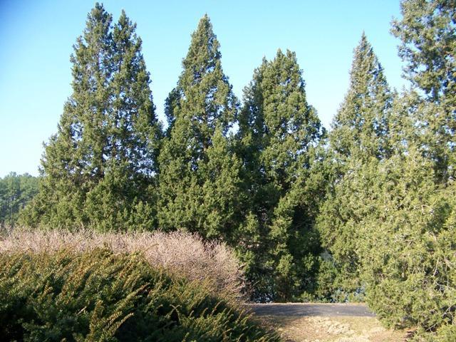 Keteleeri Chinese Juniper trees