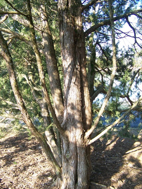 Blue Rug Juniper tree trunk