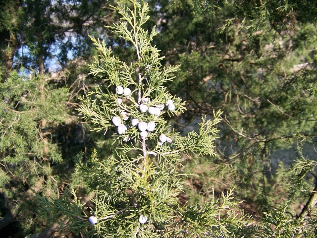 Blue Rug Juniper branch with blue berries