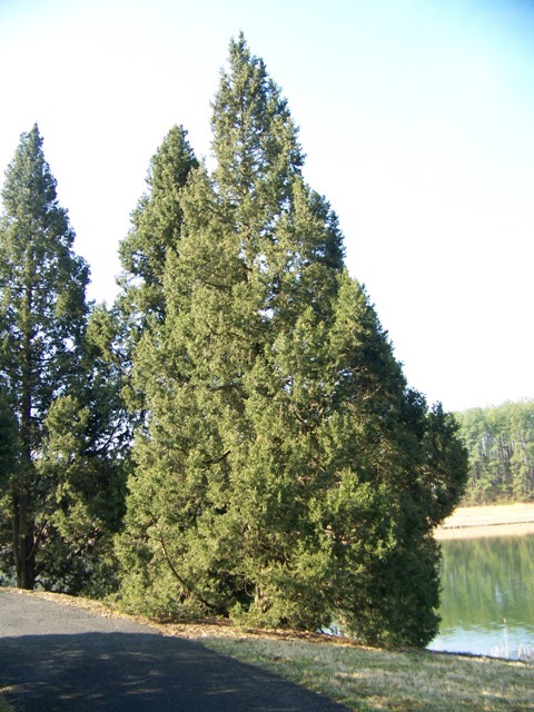 Blue Rug Juniper tree on edge of water