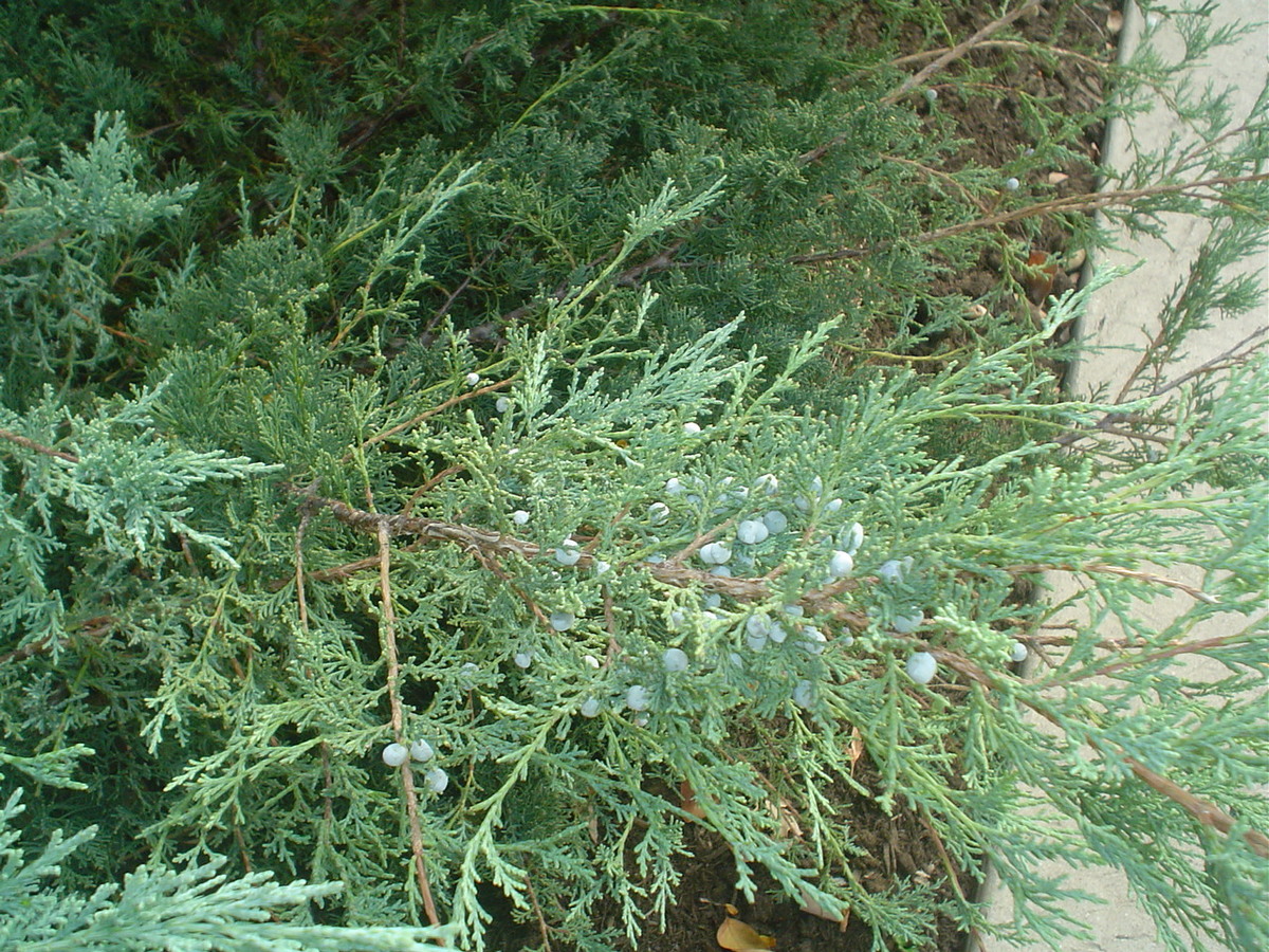 Grey Owl Juniper branch