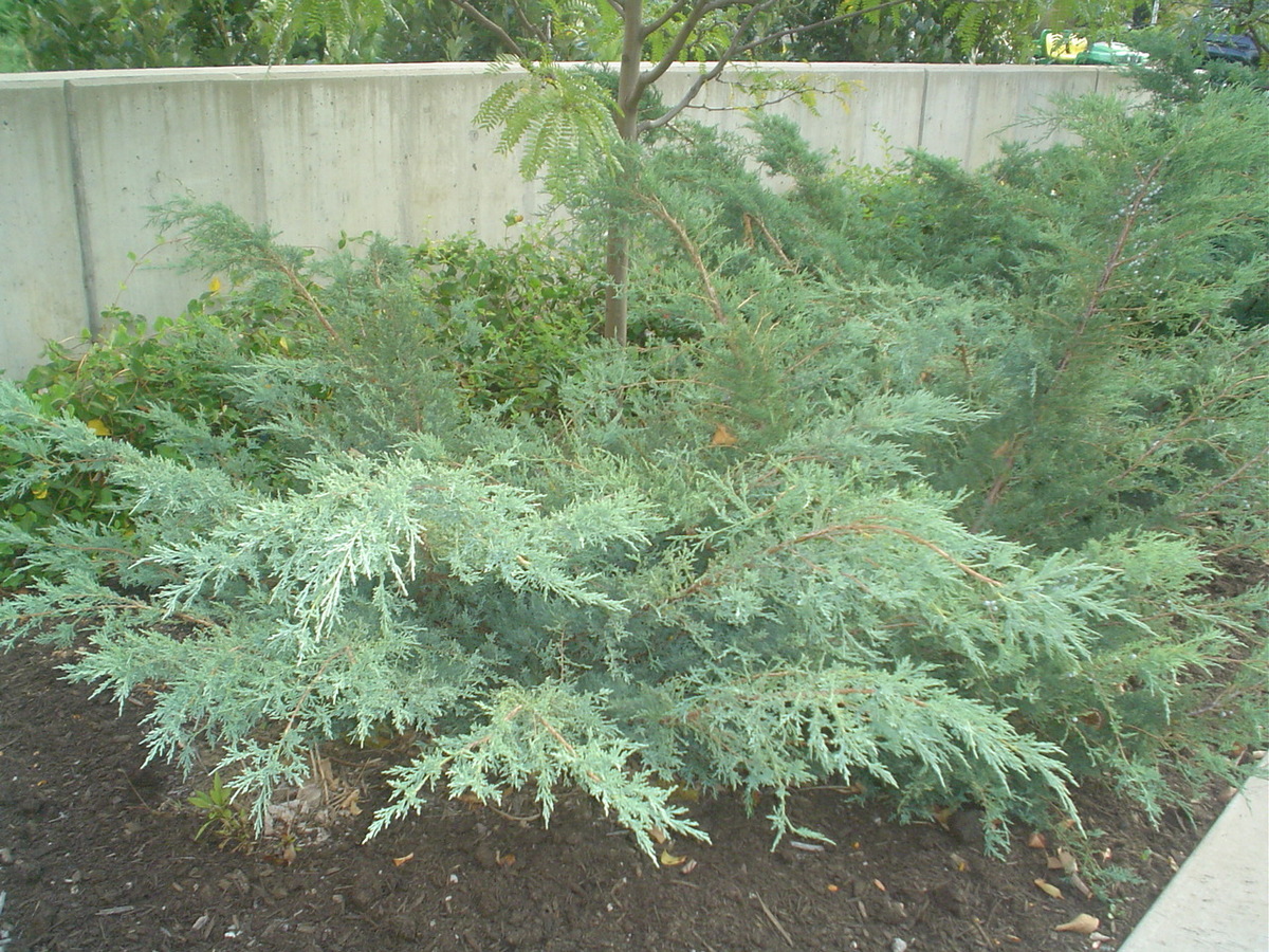 Grey Owl Juniper bush