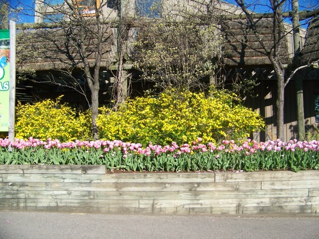 Japanese Kerria shrub in flower bed