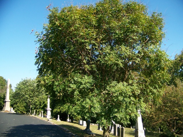 Golden Rain Tree