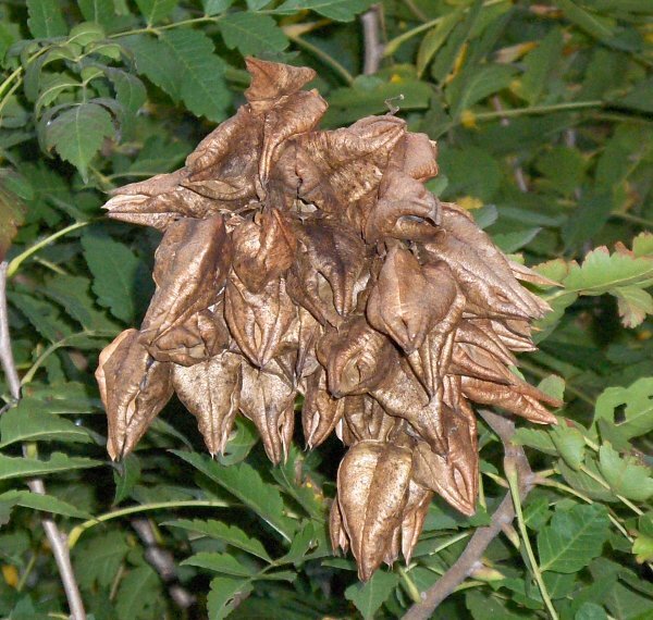 Golden Rain Tree fruit