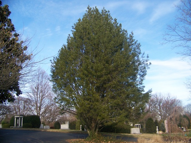 Lacebark Pine tree