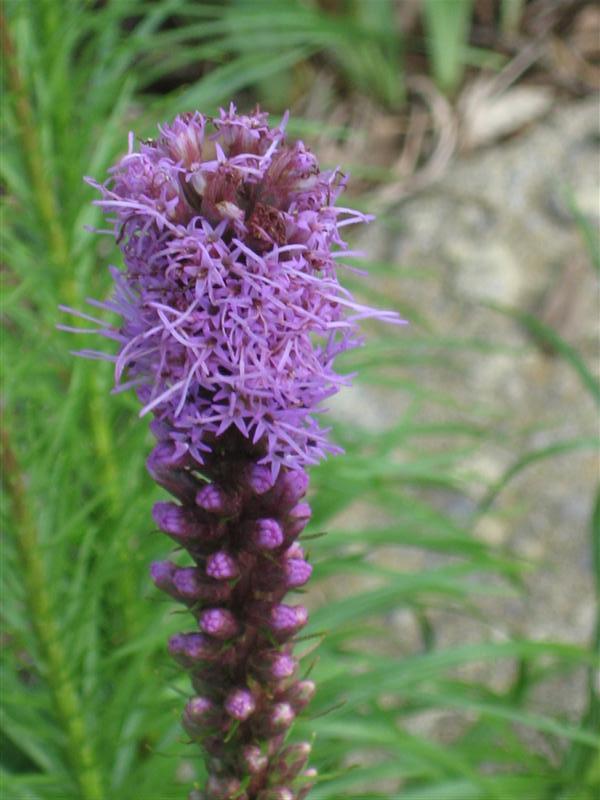 Blazing Star, Gayfeather purple flower