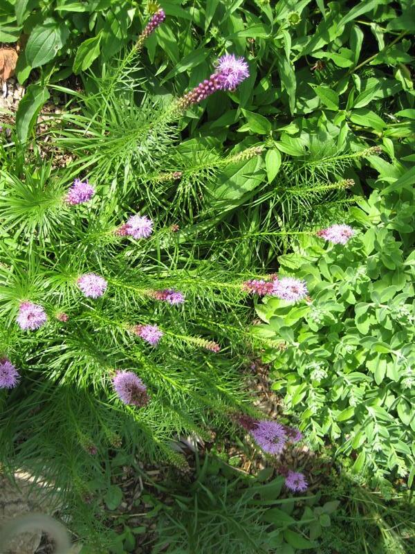 Blazing Star, Gayfeather plant